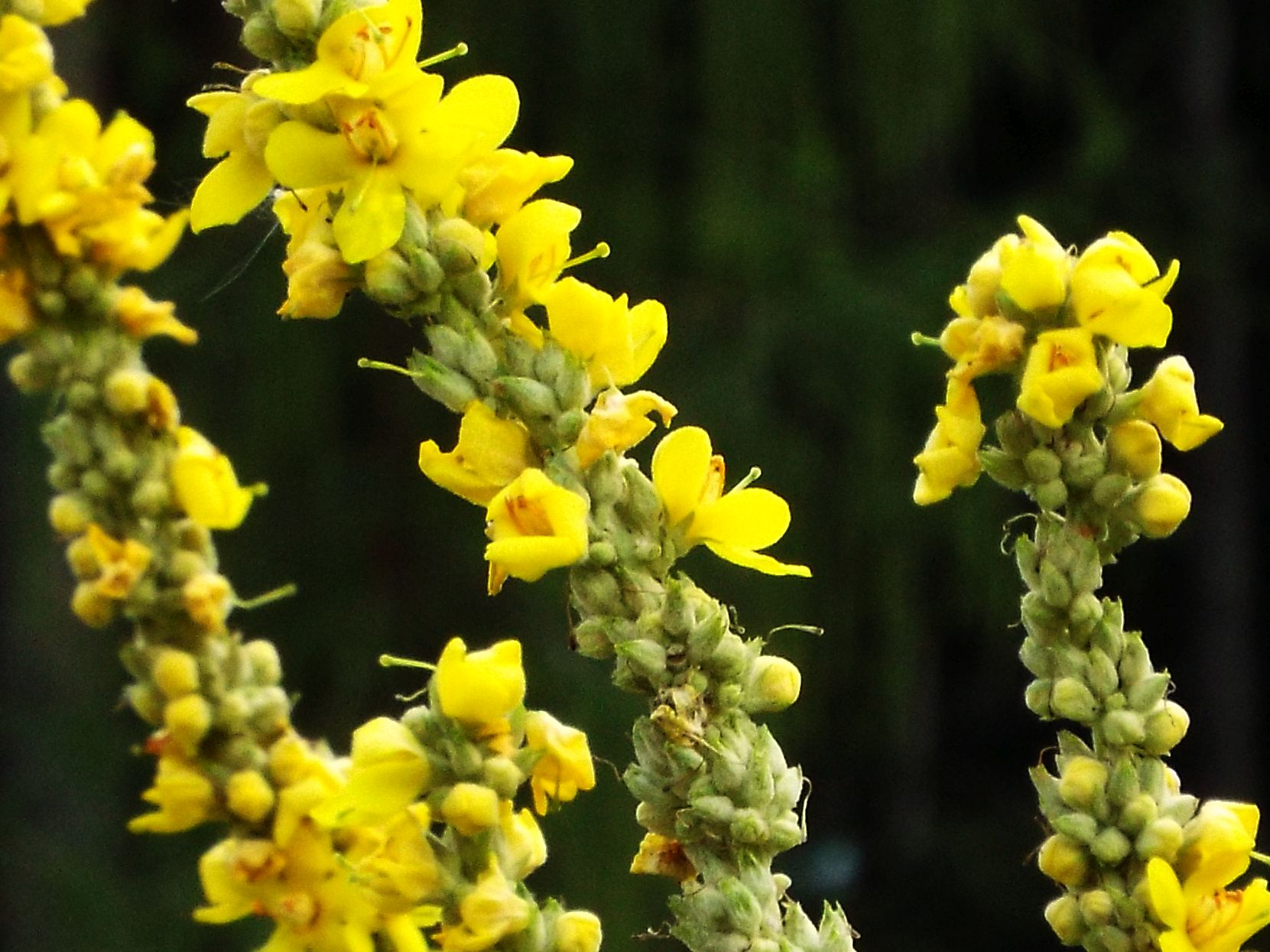 Verbascum cfr. lychnitis (Lamiales - Scrophulariaceae)